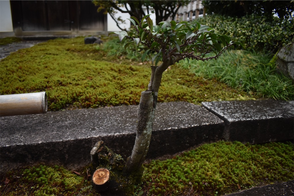 f:id:matsumotoyusuke:20210104215051j:image