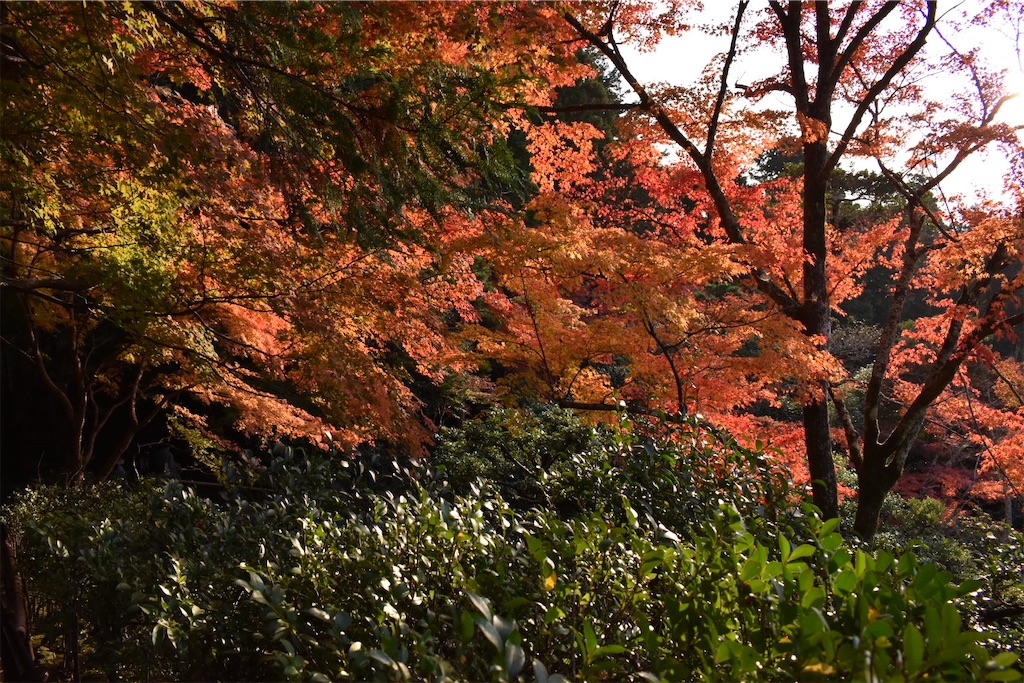 f:id:matsumotoyusuke:20210302150206j:image