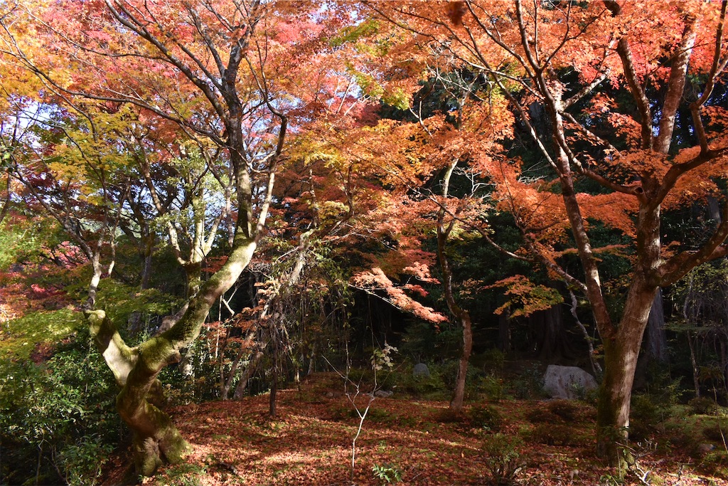 f:id:matsumotoyusuke:20210302191020j:image f:id:matsumotoyusuke:20210302191020j:image