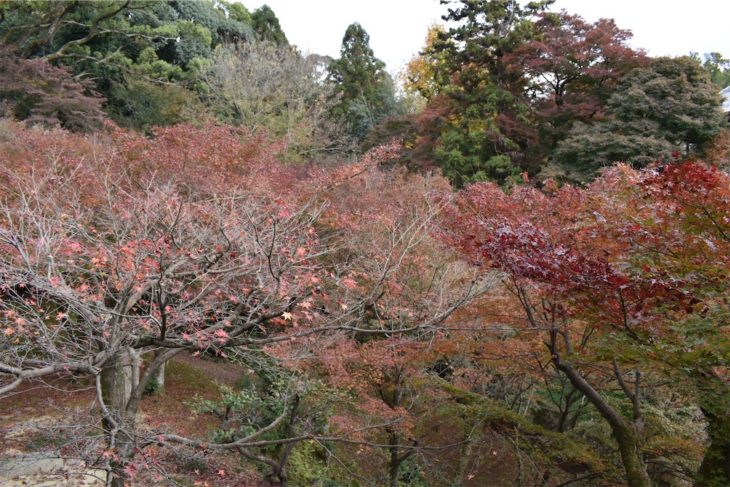 f:id:matsumotoyusuke:20210403204013j:image f:id:matsumotoyusuke:20210403204013j:image