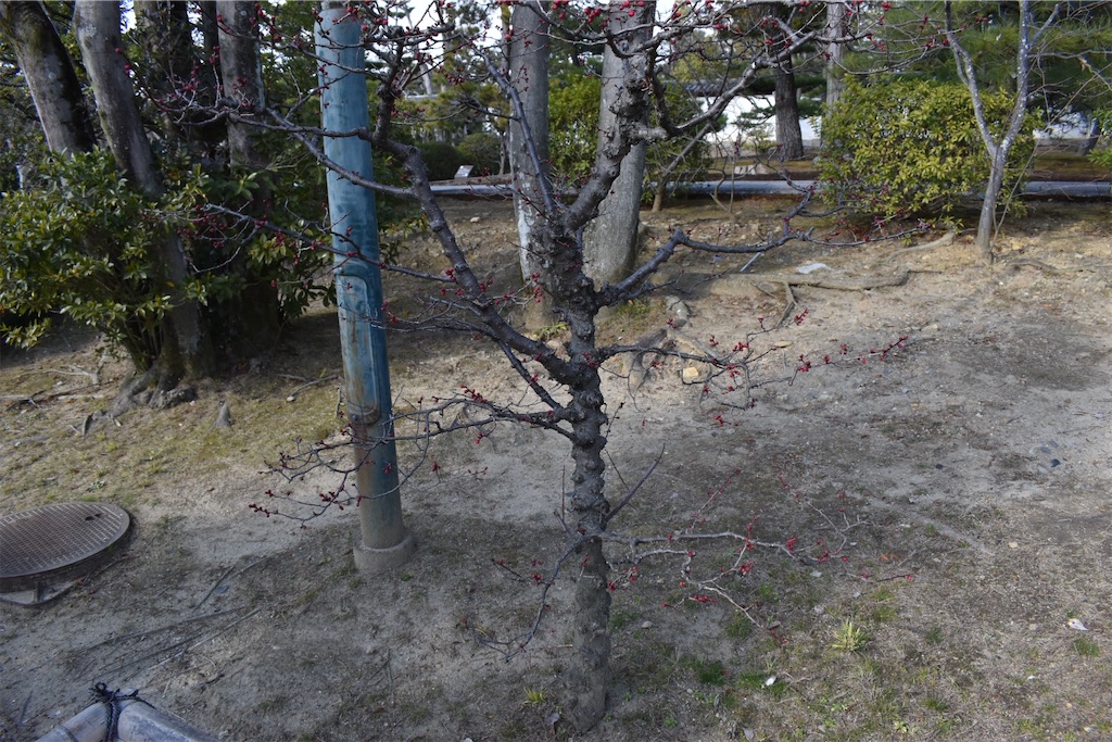 f:id:matsumotoyusuke:20230621213523j:image