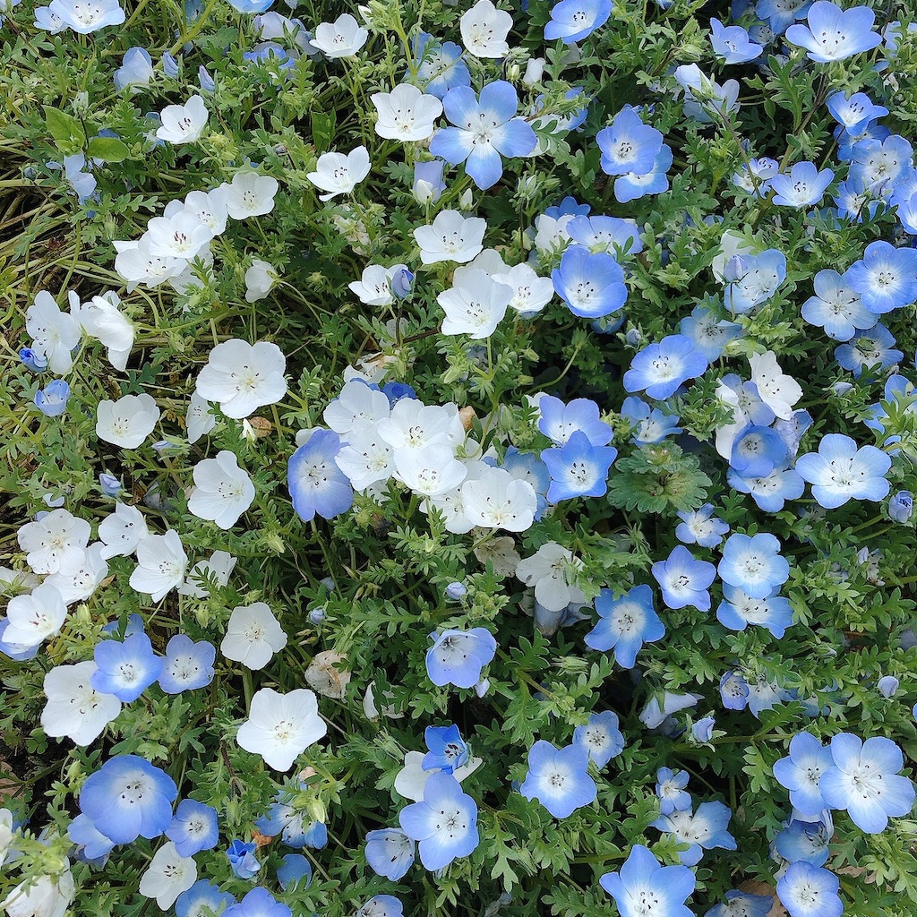 f:id:matsuri211:20220502211938j:image f:id:matsuri211:20220502211938j:image
