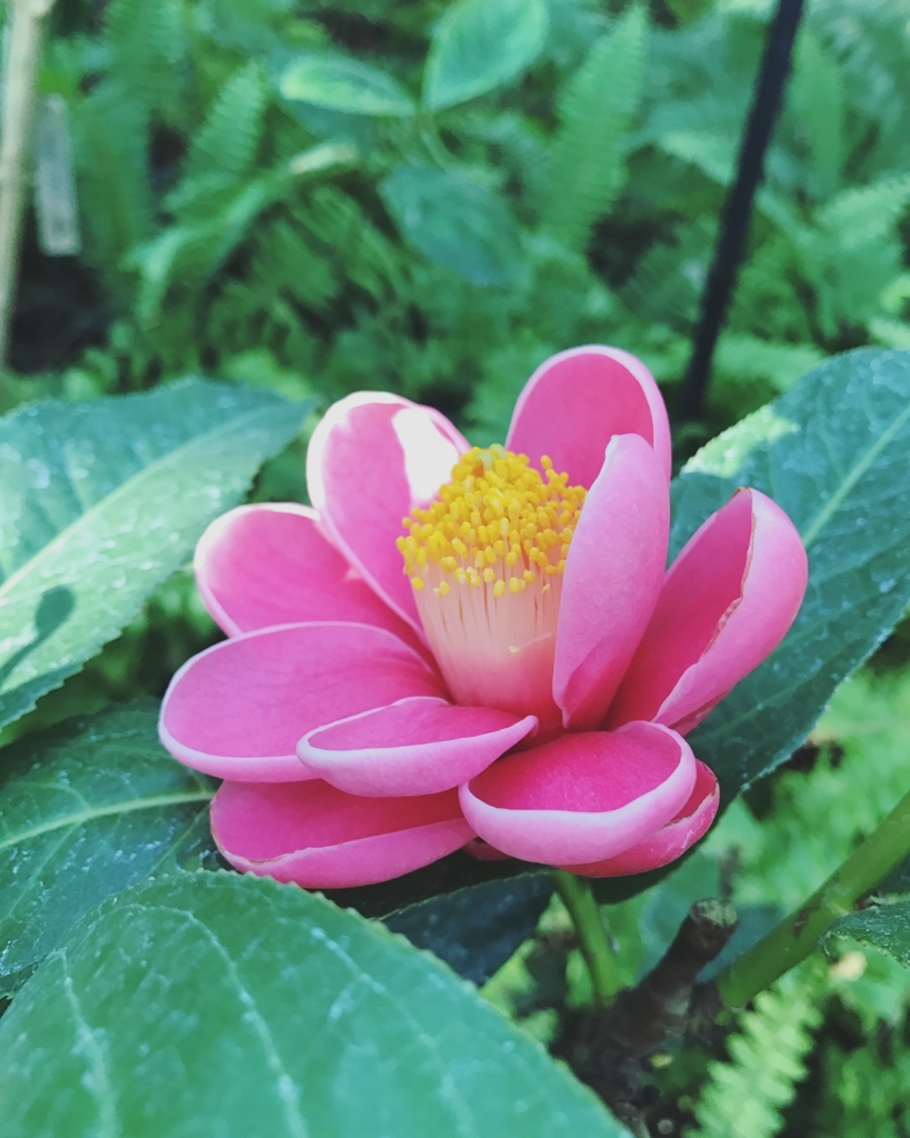 f:id:matsurikain:20180302182229j:plain f:id:matsurikain:20180302182229j:plain