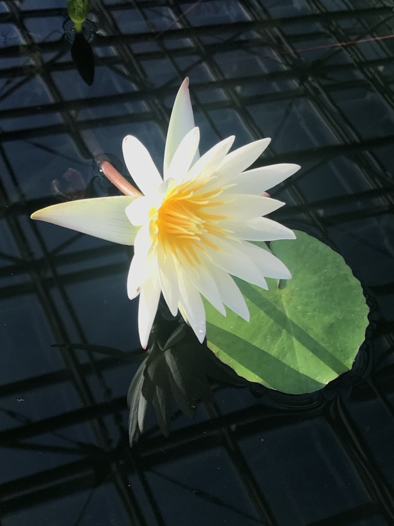 f:id:matsurikain:20180429182023j:plain f:id:matsurikain:20180429182023j:plain