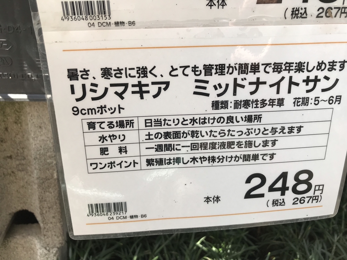 グランドカバー導入 リシマキアを植えてみました 松崎雑記帳