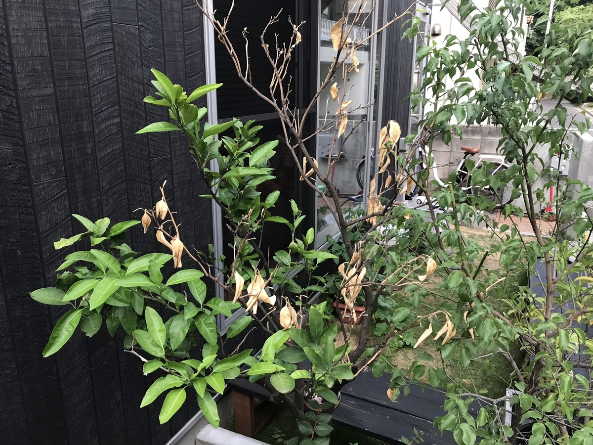 f:id:matsuzakisuisou:20190625210624j:plain