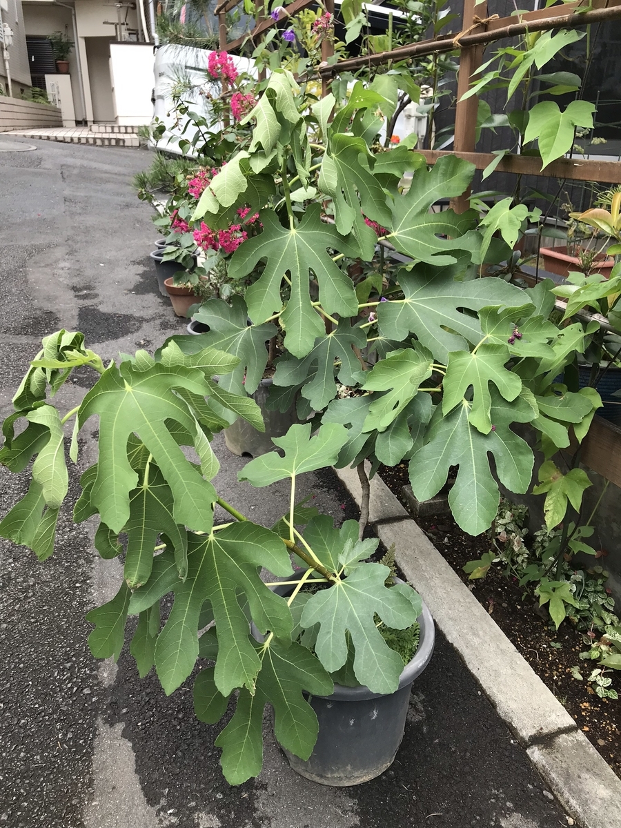 f:id:matsuzakisuisou:20190817064105j:plain