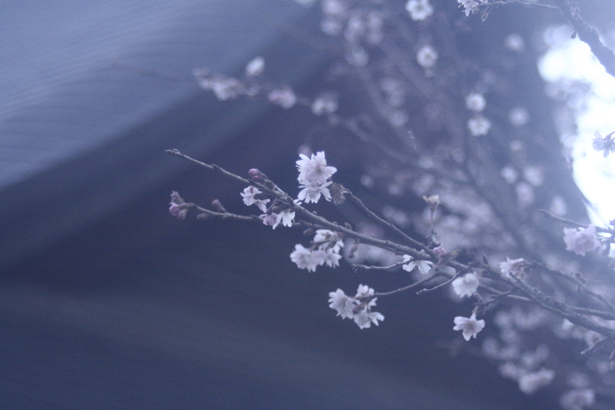 f:id:matsuzhi:20200120110118j:plain f:id:matsuzhi:20200120110118j:plain