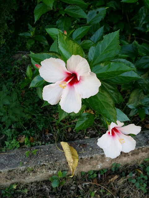 f:id:mattun2015:20160802223654j:image f:id:mattun2015:20160802223654j:image