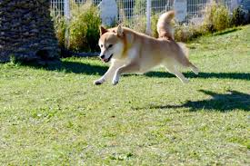 犬の人気ランキング 賢さランキング ちょっと気になる 凸凹 Library
