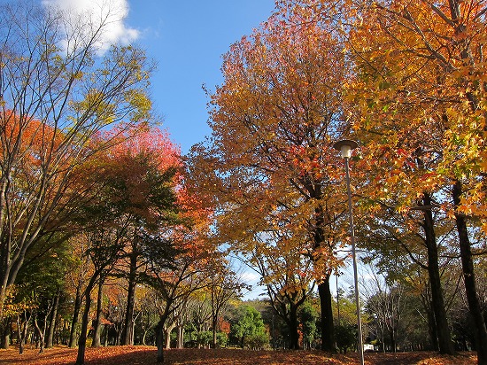 f:id:matu_tak:20101117103013j:image