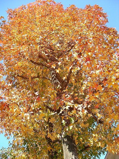 f:id:matu_tak:20101117103458j:image
