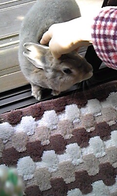 f:id:matubahuki:20130313082200j:image