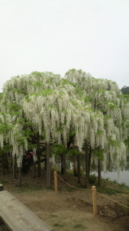 f:id:matuco:20090505150900j:image f:id:matuco:20090505150900j:image
