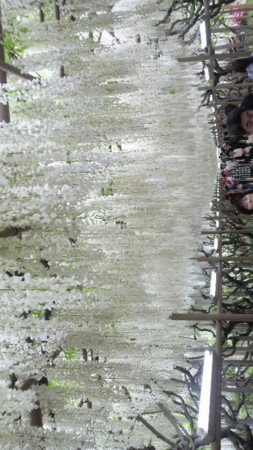 f:id:matuco:20090505152300j:image f:id:matuco:20090505152300j:image