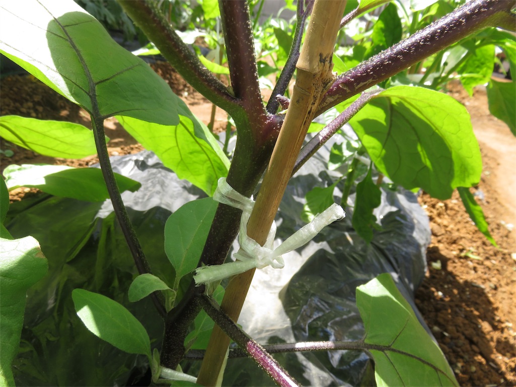 f:id:matundaba79:20190727155523j:image