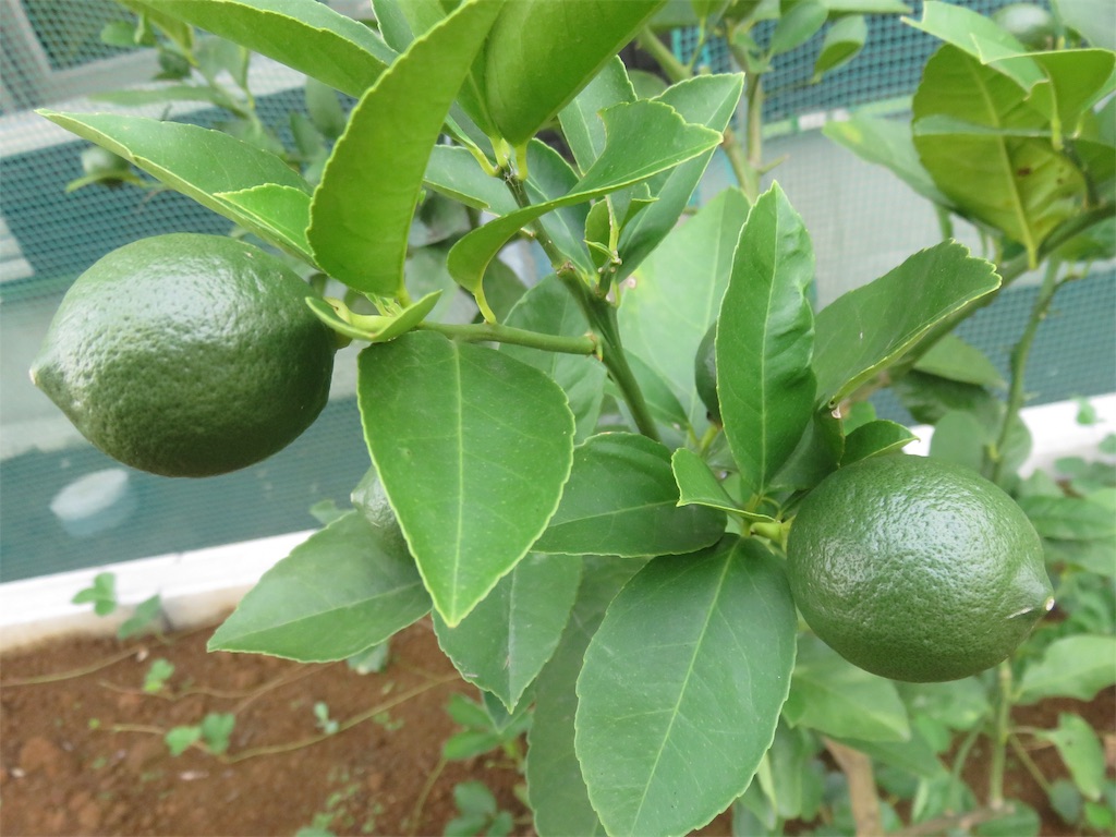 f:id:matundaba79:20190730082241j:image