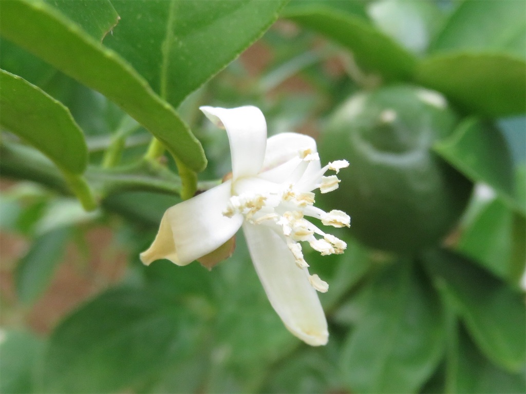 f:id:matundaba79:20190730083132j:image