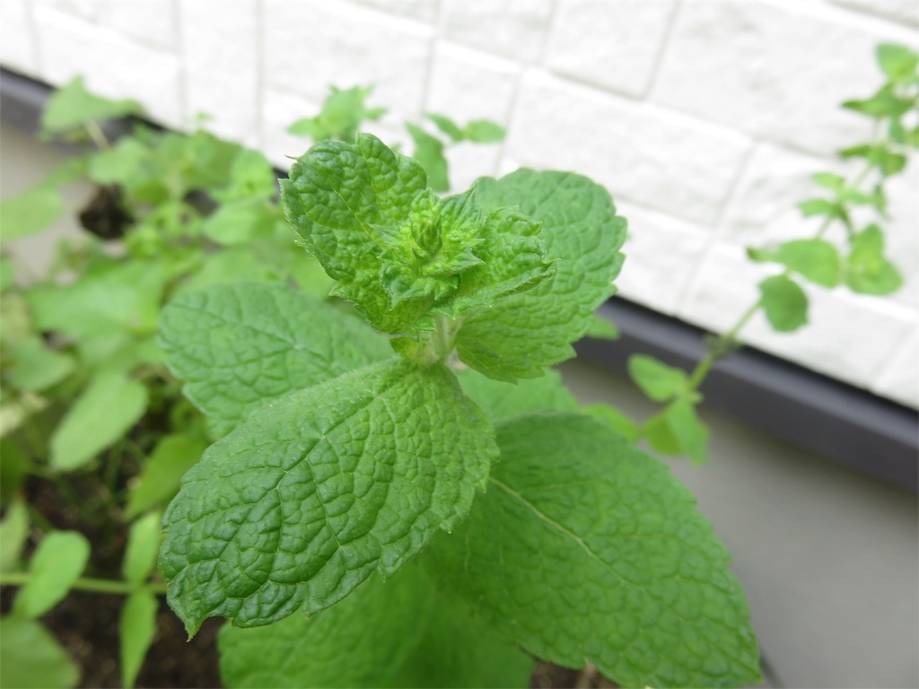 f:id:matundaba79:20190730083422j:image