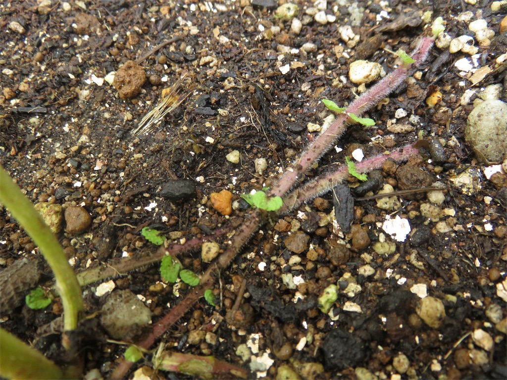 f:id:matundaba79:20190730083846j:image