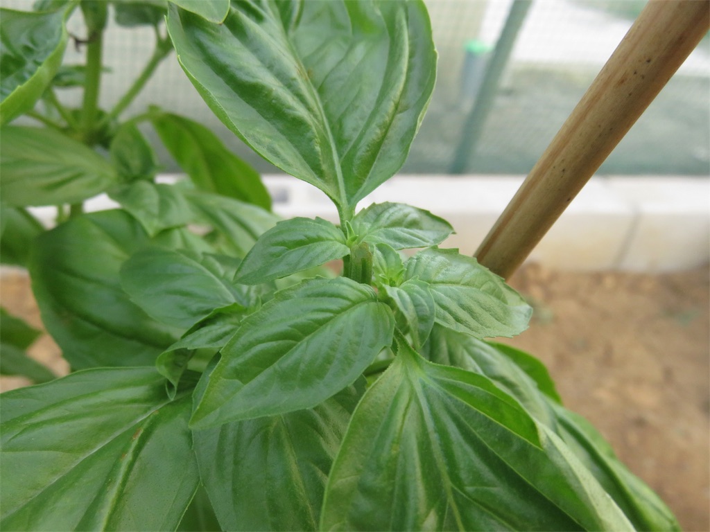 f:id:matundaba79:20190812215937j:image