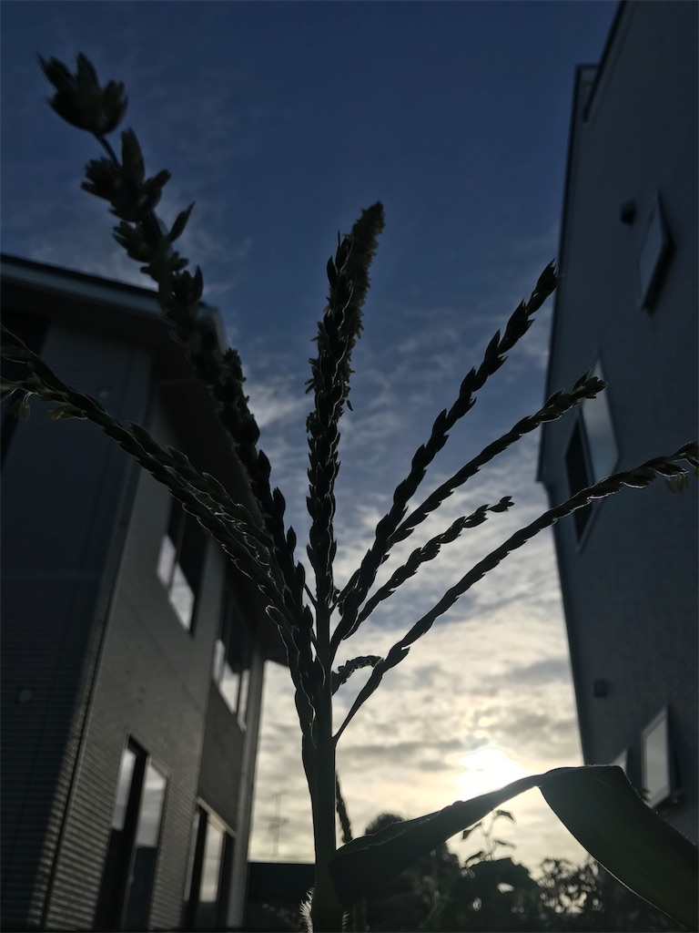 f:id:matundaba79:20190813201836j:image