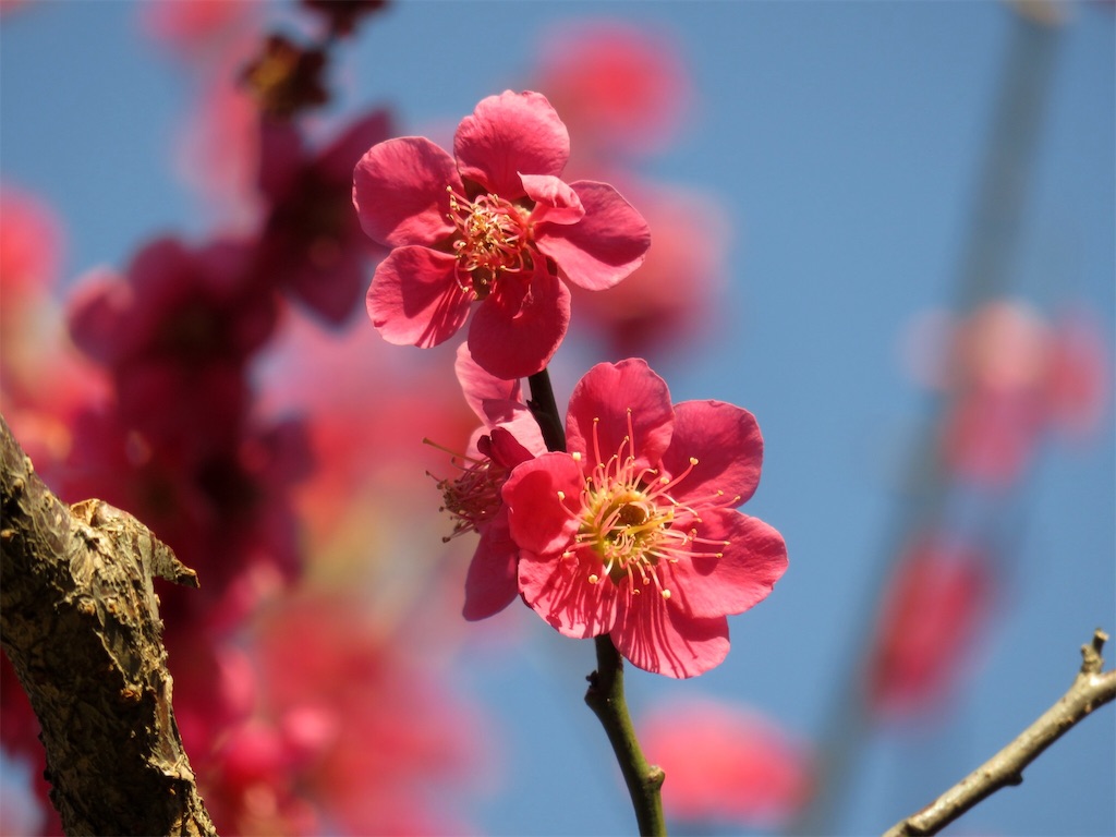 f:id:matundaba79:20190813203857j:image