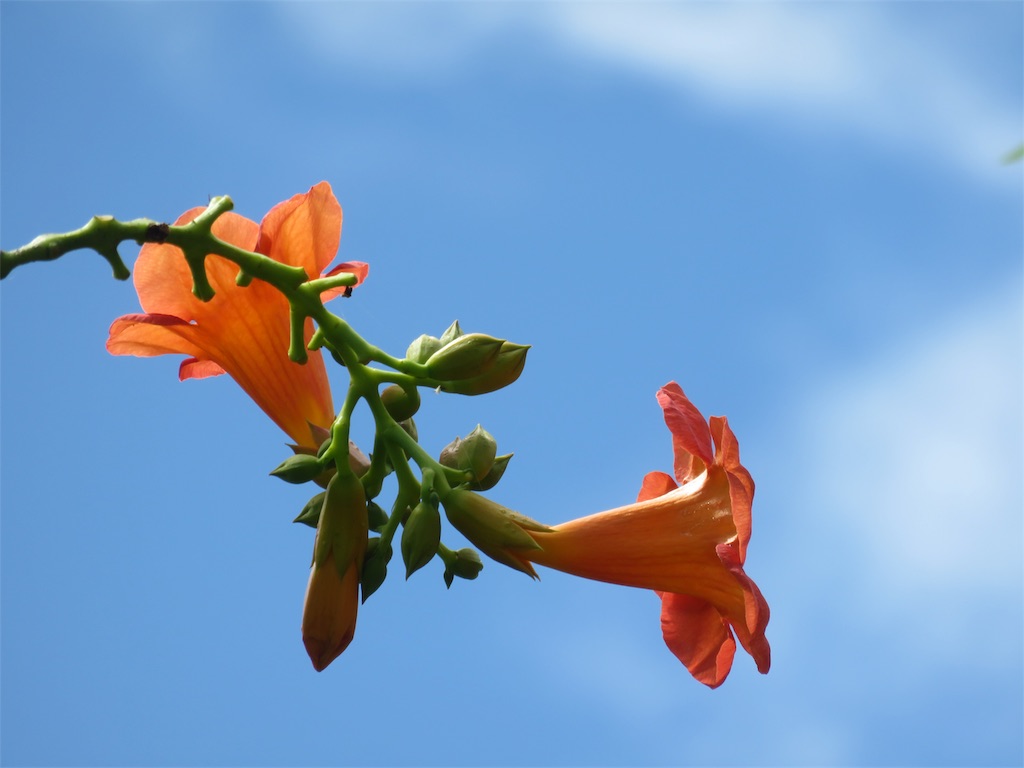 f:id:matundaba79:20190813211409j:image