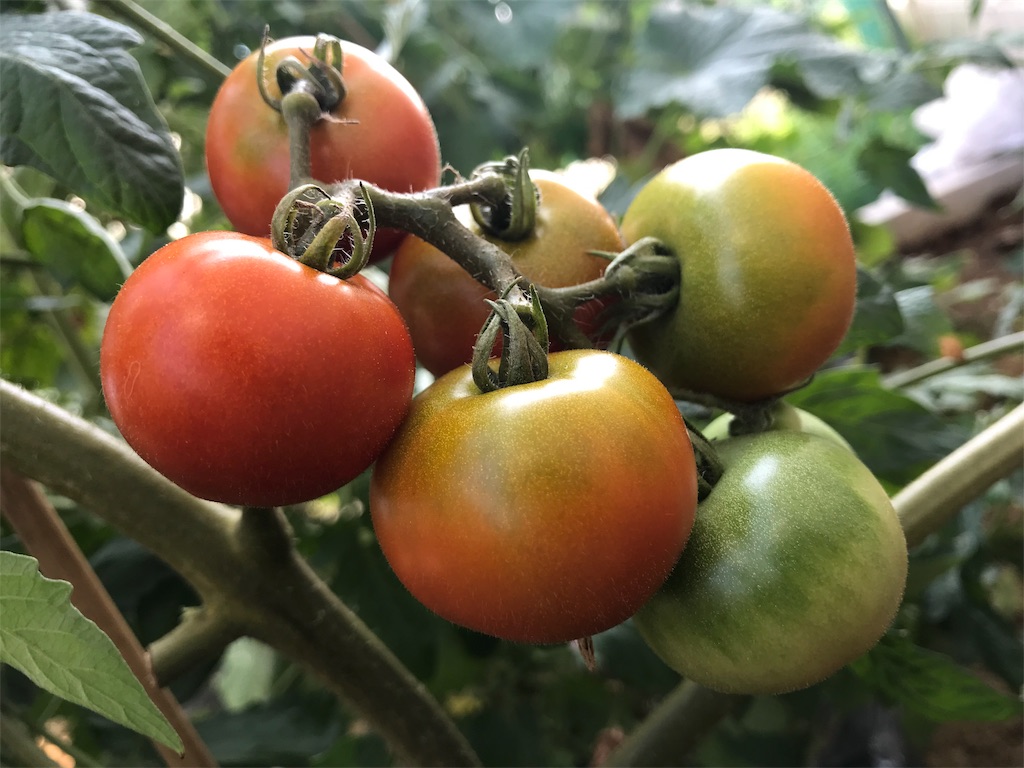 f:id:matundaba79:20190818220455j:image