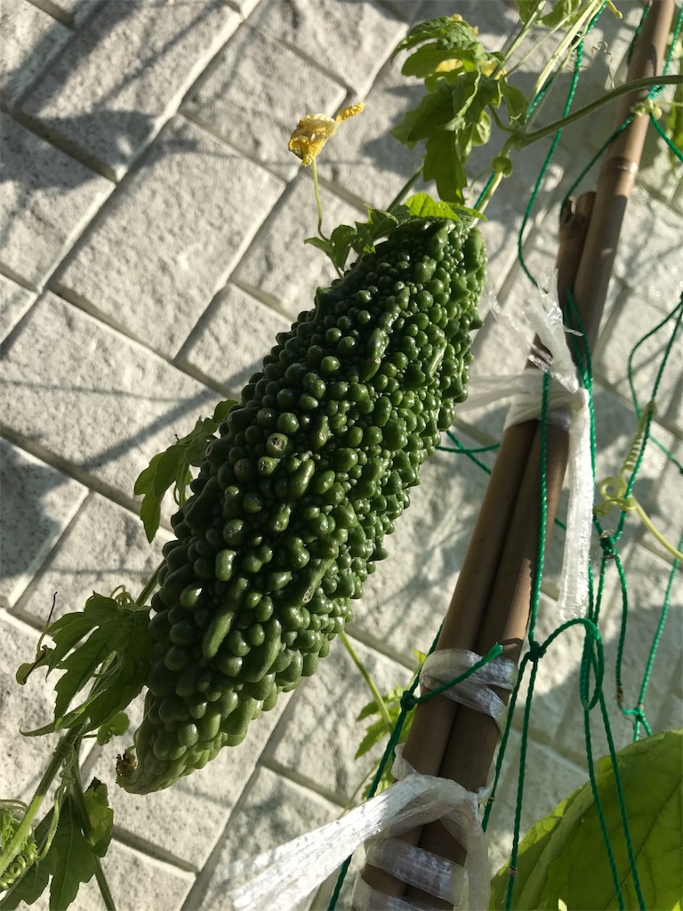 f:id:matundaba79:20190818220604j:image