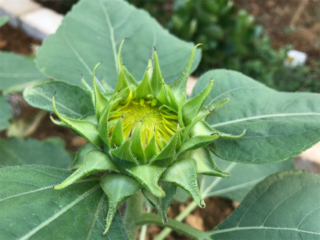 f:id:matundaba79:20190818220900j:image