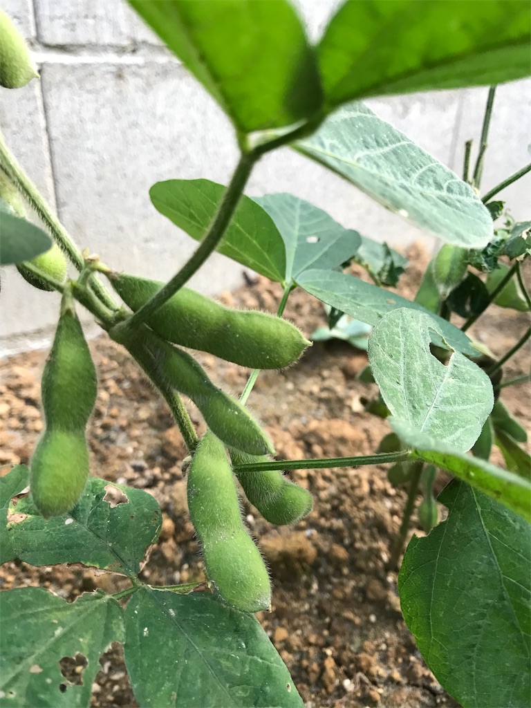 f:id:matundaba79:20190818221212j:image