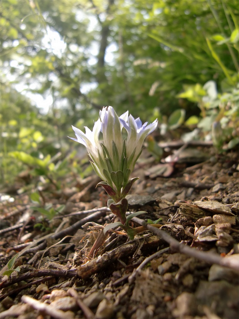 リンドウを植えたくなった訳 アタマの中は花畑