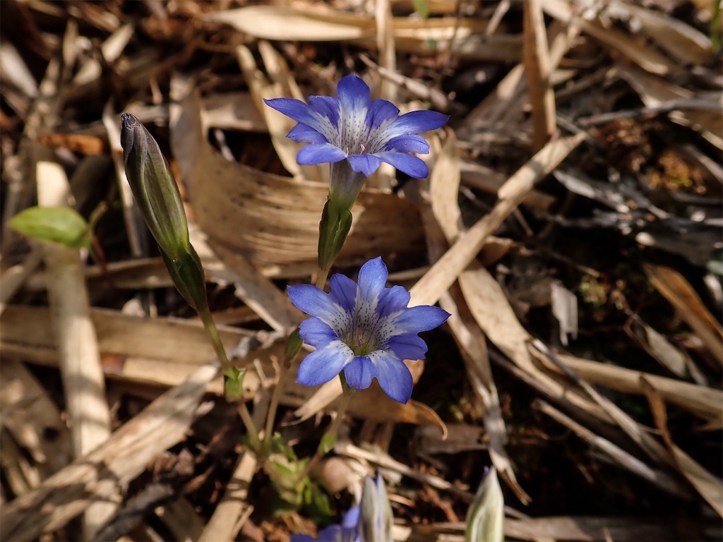 リンドウを植えたくなった訳 アタマの中は花畑
