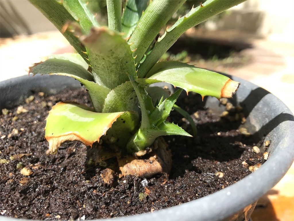 f:id:matundaba79:20190907181310j:image