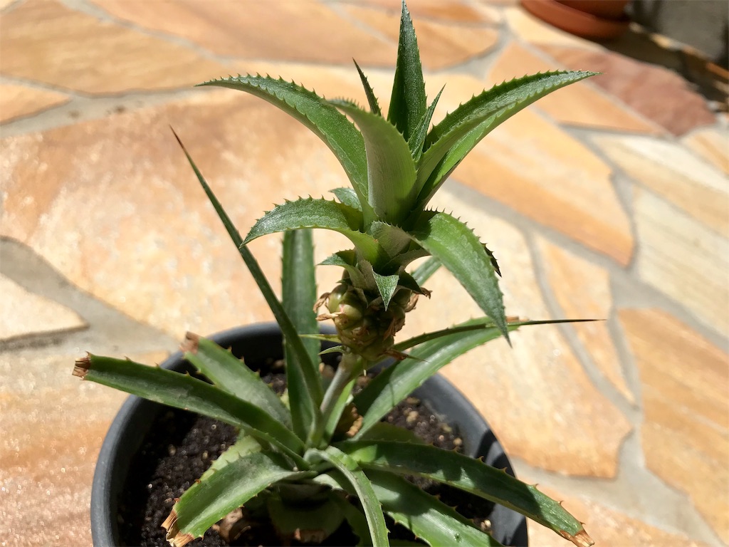 f:id:matundaba79:20190907182333j:image