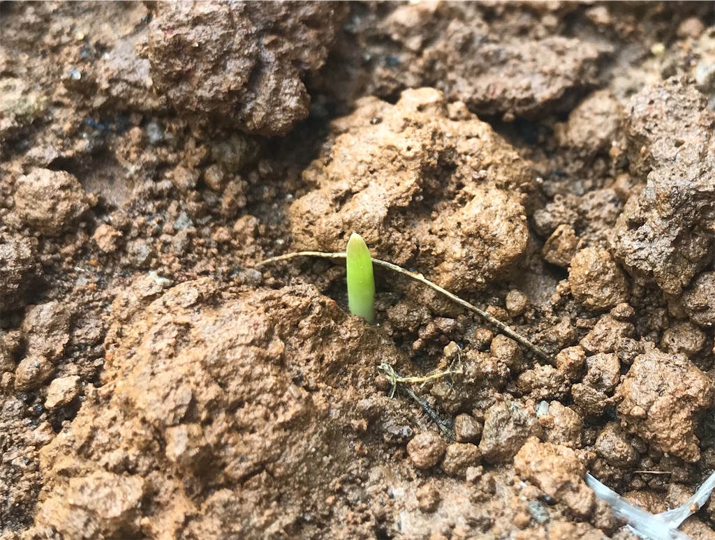 f:id:matundaba79:20190914204126j:image f:id:matundaba79:20190914204126j:image