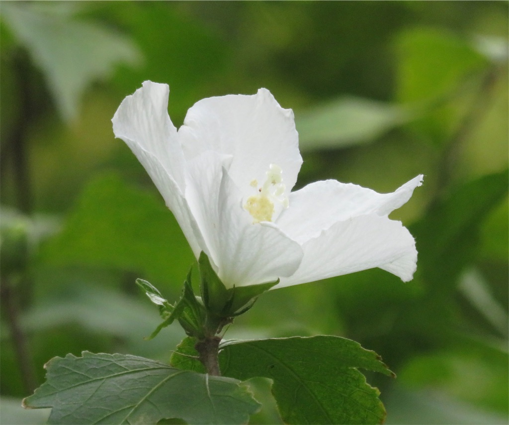 f:id:matundaba79:20190915222149j:image