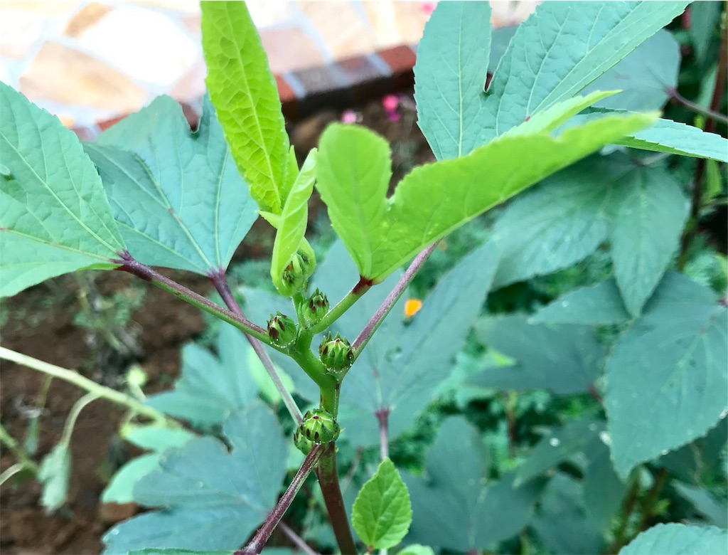 f:id:matundaba79:20190919084105j:image f:id:matundaba79:20190919084105j:image