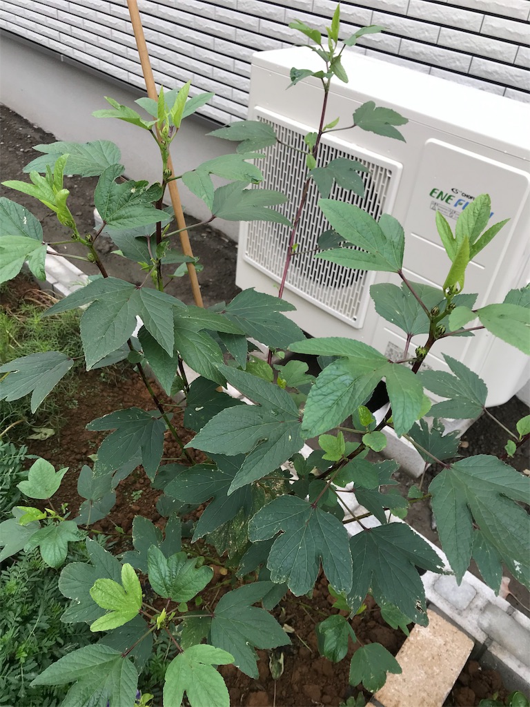 f:id:matundaba79:20190919084605j:image f:id:matundaba79:20190919084605j:image