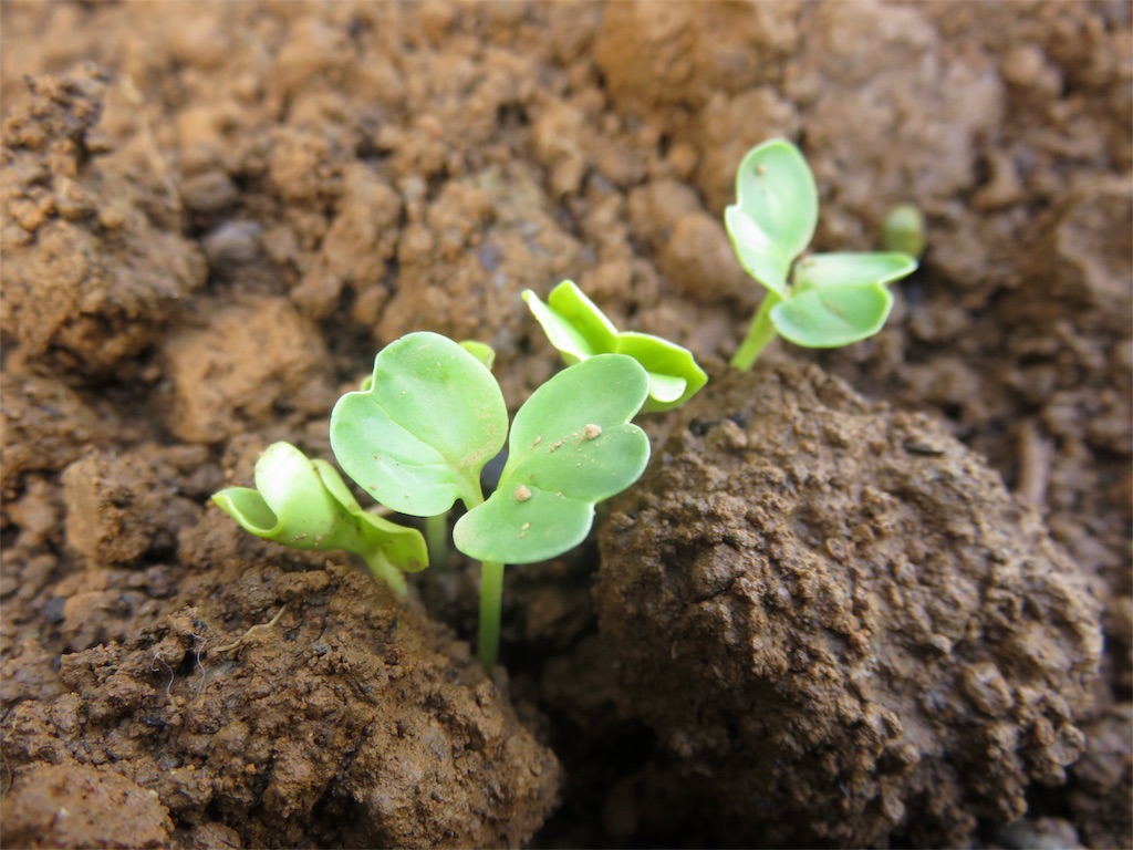 f:id:matundaba79:20190925191324j:image f:id:matundaba79:20190925191324j:image