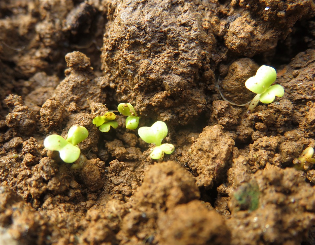 f:id:matundaba79:20190925191404j:image f:id:matundaba79:20190925191404j:image