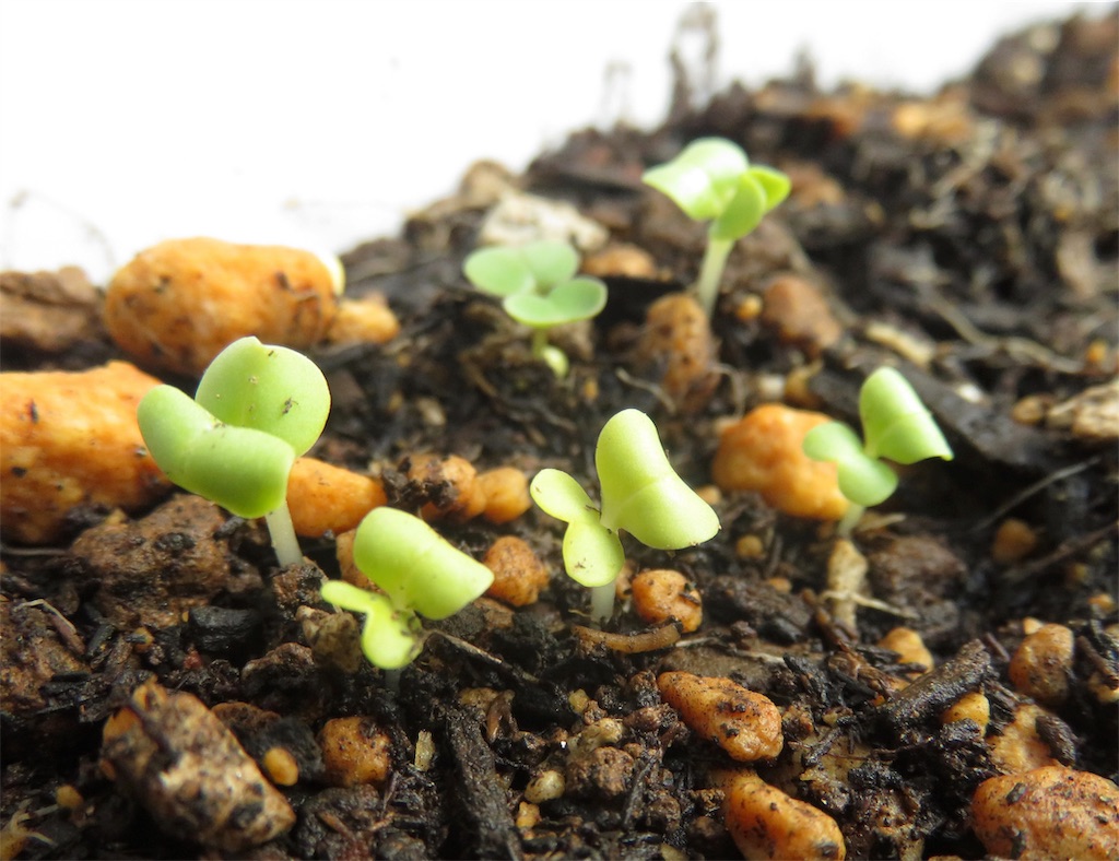 f:id:matundaba79:20190925191505j:image f:id:matundaba79:20190925191505j:image