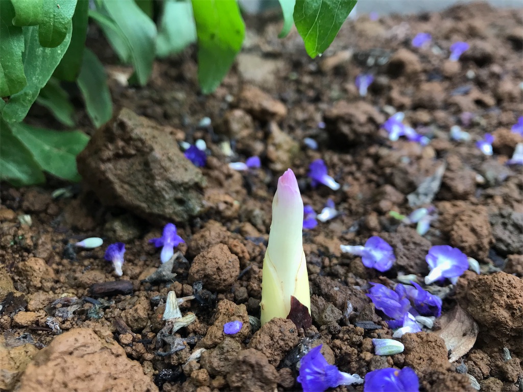 f:id:matundaba79:20190926094842j:image f:id:matundaba79:20190926094842j:image