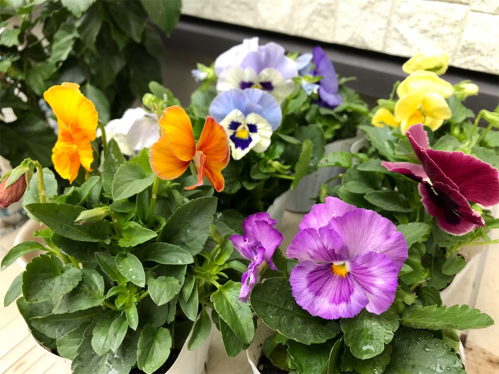 f:id:matundaba79:20191014215259j:image