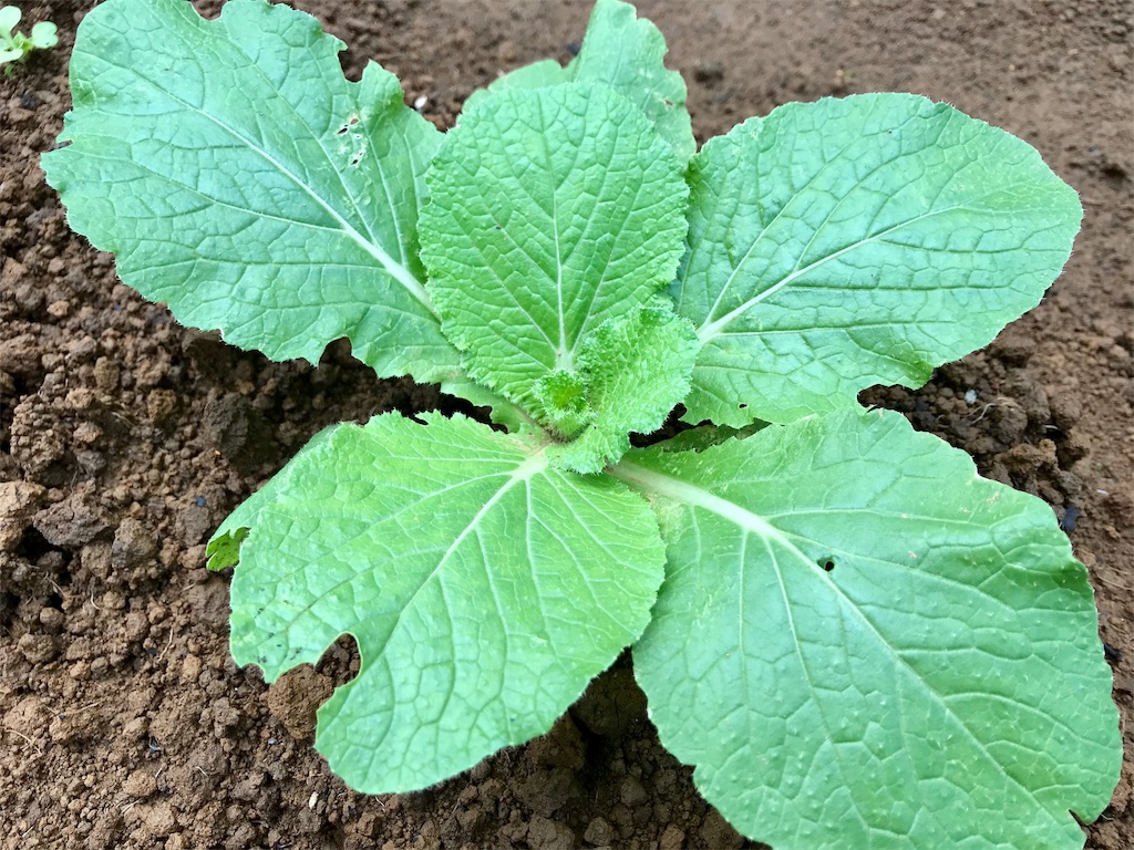 f:id:matundaba79:20191102222836j:image f:id:matundaba79:20191102222836j:image
