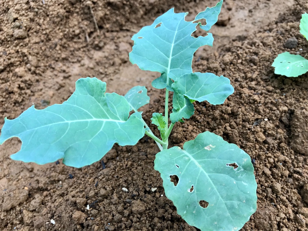f:id:matundaba79:20191102222917j:image f:id:matundaba79:20191102222917j:image