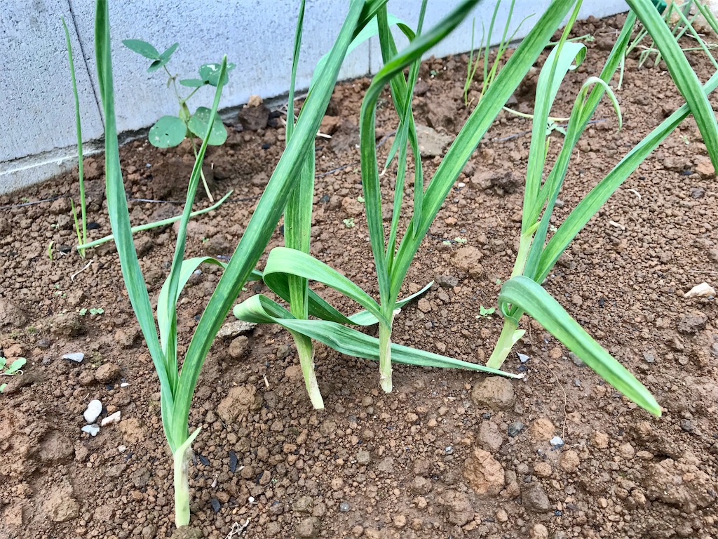 f:id:matundaba79:20191102223412j:image f:id:matundaba79:20191102223412j:image