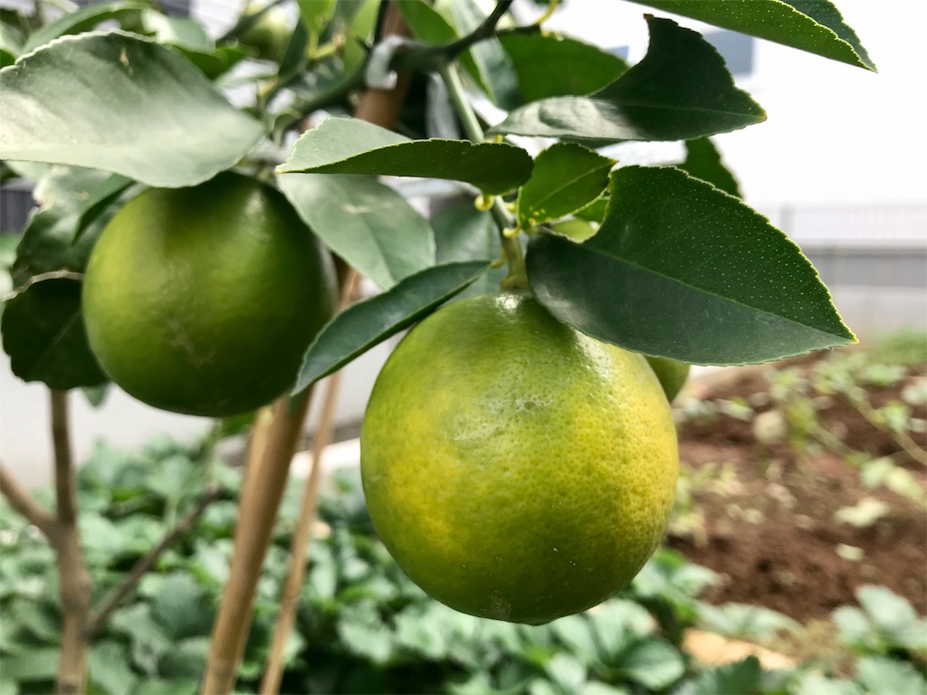 f:id:matundaba79:20191102224336j:image f:id:matundaba79:20191102224336j:image