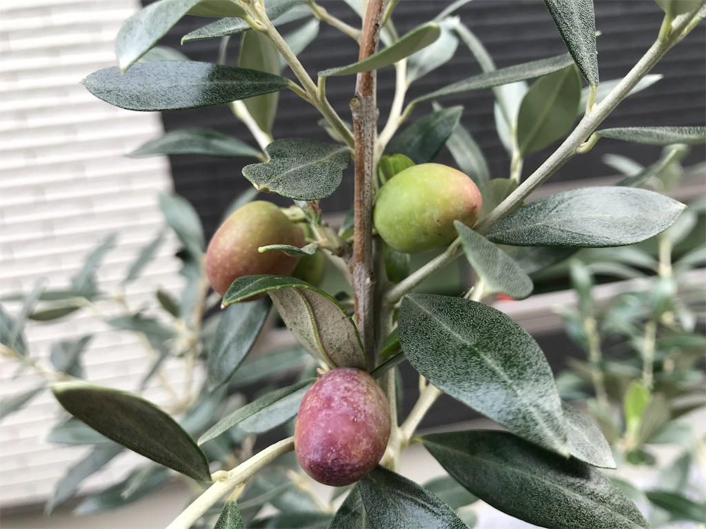 f:id:matundaba79:20191113172610j:image f:id:matundaba79:20191113172610j:image